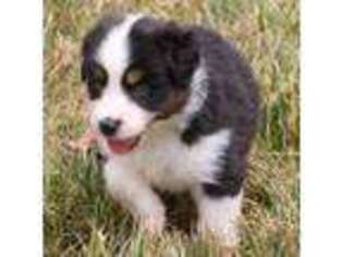 Australian Shepherd Puppy for sale in Mount Sterling, OH, USA