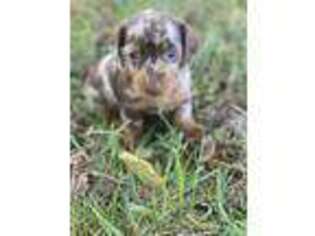 Dachshund Puppy for sale in Squires, MO, USA