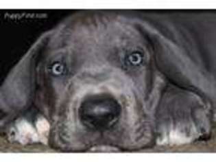 Great Dane Puppy for sale in Duff, TN, USA