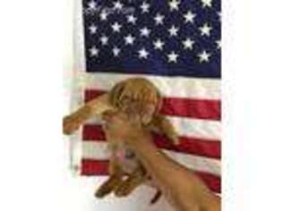 American Bull Dogue De Bordeaux Puppy for sale in Raeford, NC, USA