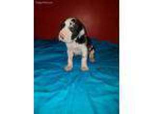 Great Dane Puppy for sale in Corpus Christi, TX, USA