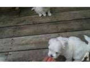 Maltese Puppy for sale in ANNANDALE, VA, USA
