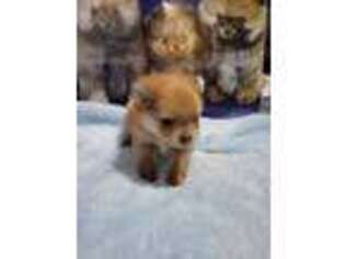 Pomeranian Puppy for sale in Jupiter, FL, USA