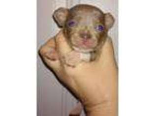 Chihuahua Puppy for sale in Tahlequah, OK, USA