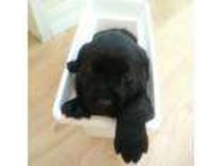 Labrador Retriever Puppy for sale in Winnemucca, NV, USA