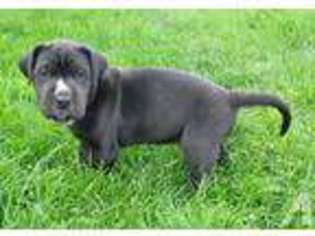 Great Dane Puppy for sale in STEVENSVILLE, MT, USA