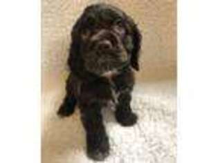 Cocker Spaniel Puppy for sale in Elkhart, IN, USA