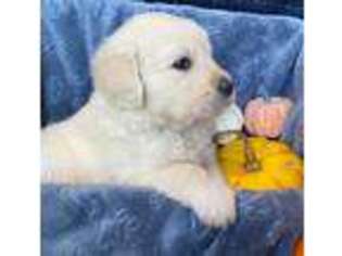Golden Retriever Puppy for sale in Pryor, OK, USA