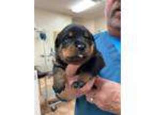 Rottweiler Puppy for sale in Arcadia, FL, USA