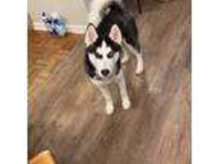 Siberian Husky Puppy for sale in Fayetteville, NC, USA