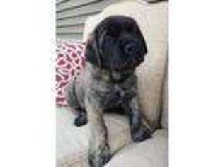 Mastiff Puppy for sale in Palatine Bridge, NY, USA