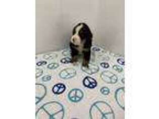 Bernese Mountain Dog Puppy for sale in Ava, IL, USA