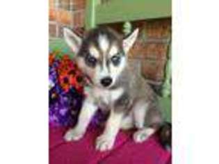 Siberian Husky Puppy for sale in Baileyville, KS, USA