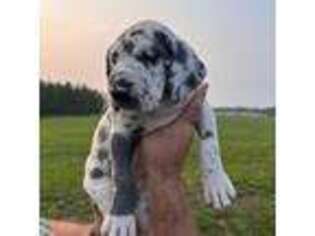 Great Dane Puppy for sale in Richardsville, VA, USA