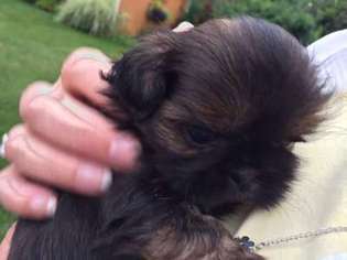 Mutt Puppy for sale in Lake View, NY, USA