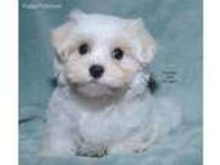 Maltese Puppy for sale in Fort Madison, IA, USA