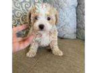 Cavapoo Puppy for sale in Gilbert, AZ, USA
