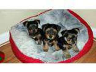 Yorkshire Terrier Puppy for sale in Stafford, VA, USA