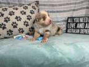 Australian Shepherd Puppy for sale in Hollywood, FL, USA