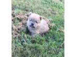 Chow Chow Puppy for sale in Loganville, GA, USA