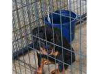 Rottweiler Puppy for sale in China Grove, NC, USA
