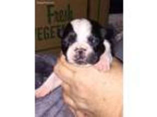 French Bulldog Puppy for sale in Petersburg, WV, USA