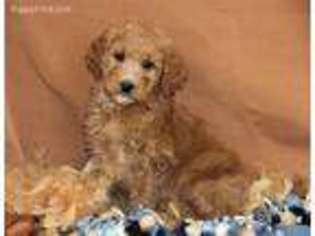 Goldendoodle Puppy for sale in Livonia, MI, USA