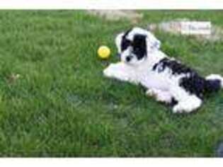 Portuguese Water Dog Puppy for sale in Canton, OH, USA