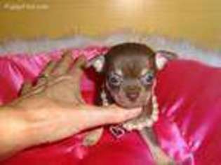 Chihuahua Puppy for sale in Plainville, CT, USA