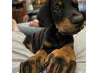 Doberman Pinscher Puppy for sale in Flint, MI, USA