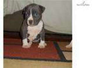 American Staffordshire Terrier Puppy for sale in Auburn, AL, USA