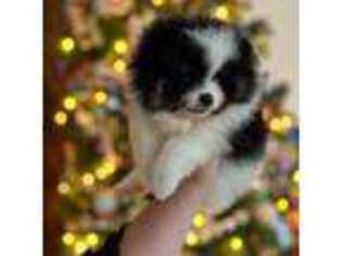 Pomeranian Puppy for sale in Brunswick, GA, USA