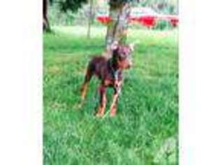 Doberman Pinscher Puppy for sale in BORING, OR, USA