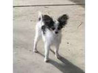 Papillon Puppy for sale in Carlsbad, NM, USA
