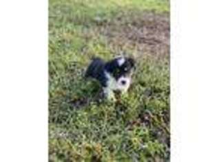Pembroke Welsh Corgi Puppy for sale in Moultrie, GA, USA