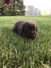 Labrador Retriever Puppy for sale in Madison, MN, USA