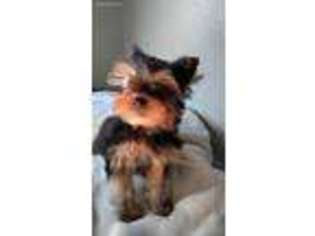Yorkshire Terrier Puppy for sale in Laguna, NM, USA