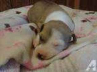 Italian Greyhound Puppy for sale in DU BOIS, PA, USA