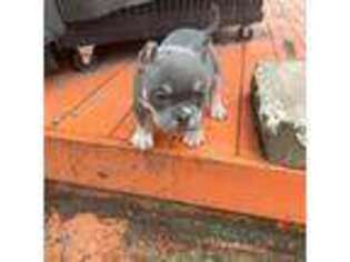 Mutt Puppy for sale in Macomb, MI, USA