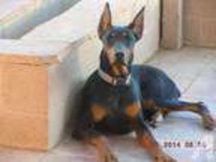 Doberman Pinscher Puppy for sale in TUCSON, AZ, USA