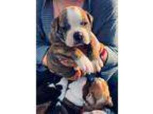 Olde English Bulldogge Puppy for sale in Marion, IA, USA