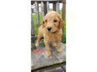 Goldendoodle Puppy for sale in Amboy, IN, USA