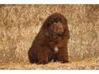 Newfoundland Puppy for sale in New Providence, PA, USA