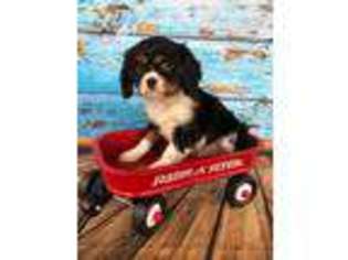 Cavalier King Charles Spaniel Puppy for sale in Ladson, SC, USA