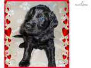 Labradoodle Puppy for sale in Chattanooga, TN, USA