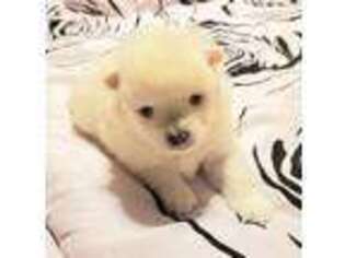 Pomeranian Puppy for sale in Eagle Creek, OR, USA