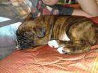 Boxer Puppy for sale in Ennis, TX, USA