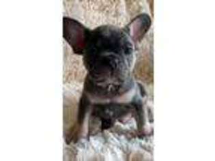 French Bulldog Puppy for sale in Dewey, OK, USA