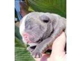 Bulldog Puppy for sale in Kansas, OK, USA