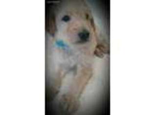 Mutt Puppy for sale in Mexico, MO, USA